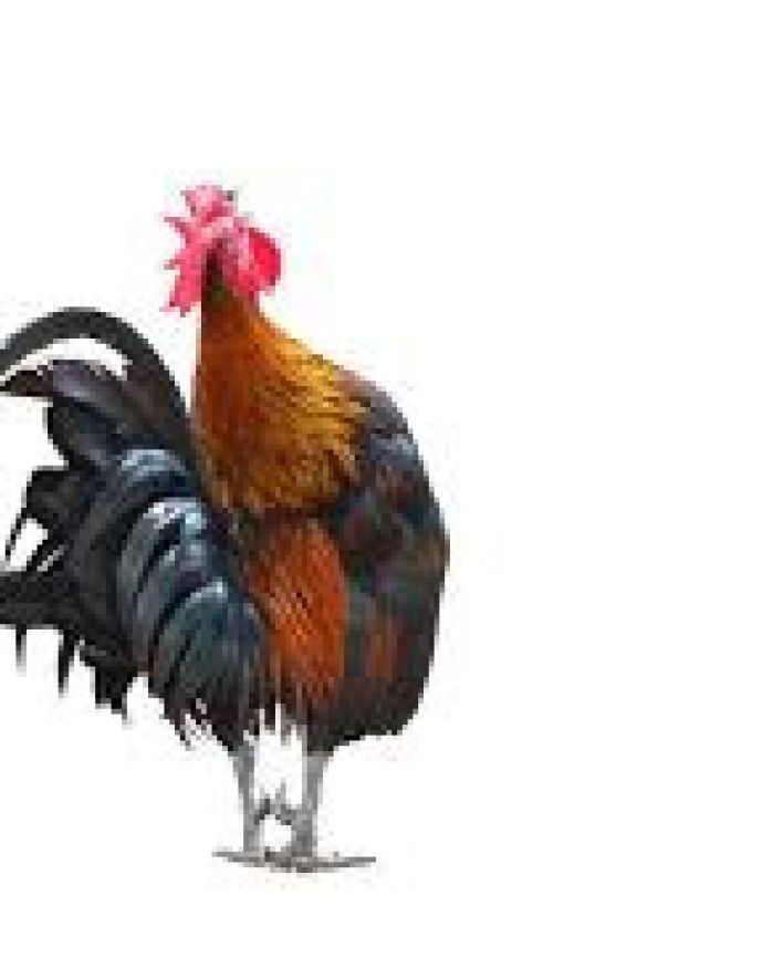 COQ TRAD